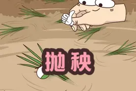 随手一抛，爱活不活 #抛秧 #抛秧苗 #轻漫计划 #原创动画 #新农人计划2024视频封面