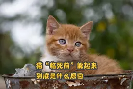 猫咪“临死前”躲起来的原因，看完，泪目了！ #猫咪视频封面