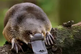 难倒一重科学家的四不像生物，鸭嘴兽#鸭嘴兽 #动物科普视频封面