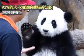 92%的人不知道的熊猫冷知识，粑粑做抽纸，战斗力碾压华南虎视频封面