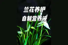 兰花的日常管理技巧，自己制作的营养液 #兰花日常管理 #花卉绿植视频封面
