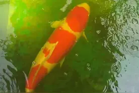 快来许愿！济南106厘米巨型锦鲤产下30万颗卵，一周后可孵化成鱼苗视频封面
