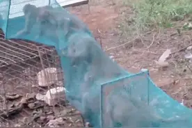 印度人抓猴比印尼人还狠？ #动物 #动物的迷惑行为 #动物成精 #猴子 #猴子成精视频封面