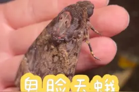 带着面具狐假虎威—鬼脸天蛾
#蛾类 #鬼脸天蛾 #不明生物 #昆虫世界 #动物科普 #户外 #神奇动物在抖音 @抖音短视频