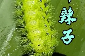 童年噩梦——洋辣子 #洋辣子 #刺蛾幼虫 #动物科普视频封面