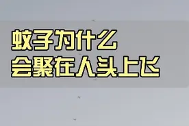 蚊子为什么会聚在人头上飞？