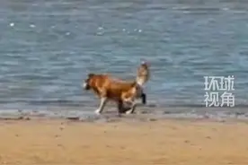 9月6日，辽宁大连。主人一行人带金毛在海边玩耍，金毛猛追海鸥直至海鸥精疲力尽，主人：本以为它会咬海鸥，没想到...视频封面
