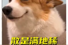 当柯基遇上扫地机，家里瞬间沦为”粪场“，满地天然肥！ #搞笑 #扫地机器人 #柯基 #解压视频封面