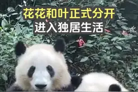 花花和叶正式分开，进入独居生活，为什么和叶更让人担心视频封面