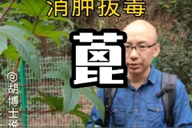 消肿拔毒的#蓖麻 #蓖麻子 #泻下 #胡博士说中医 #植物科普 #中草药知识 #识百草 #你的家乡有这种植物吗