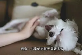 照顾狗狗幼崽大致需要注意的方面视频封面