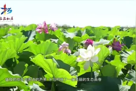 松原查干湖荷你有约，漫步百亩荷塘！视频封面