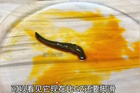 水蛭VS变态辣椒素