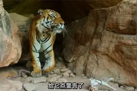 一顿几十公斤鹿肉，终于知道老虎为啥是纯阳体了！视频封面