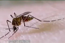 香港新增3例基孔肯雅热输入病例 港专家:留意潜伏期 不一定能察觉