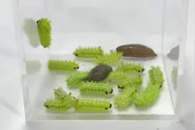 蚂蟥遇上洋辣子！会发生什么事？