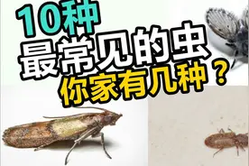 家中虫害图鉴（下）：这10种虫子你肯定见过！视频封面