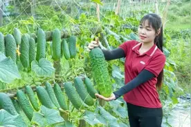 农场大丰收！女孩摘下超大黄瓜，市场一上架就被抢光！