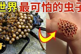 世界上最可怕的10种虫子，轻轻碰一下，全身腐烂，超恐怖