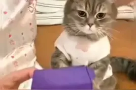 猫咪在妹子变出一盒冻干的时候，表情震惊了，我的主人太厉害了。