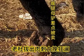 瘸腿母驴差点被卖，老杜拔出肉刺力挽狂澜！ #三农 #修驴蹄 #解压