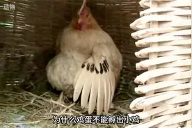 为什么母鸡要天天下蛋呢？孵小鸡土鸡蛋养鸡母鸡鸡蛋