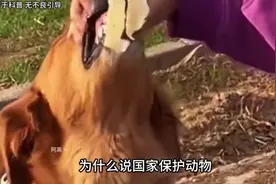 为什么千万不要，把国家保护动物给爷爷奶奶养#省流