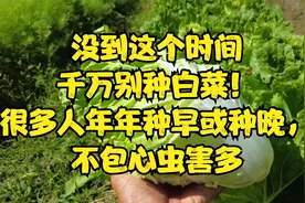 没到这个时间千万别种白菜！很多人年年种早或种晚，不包心虫害多