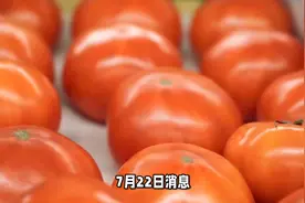 番茄IP暂停收稿内幕：编剧揭秘「仅为内部通知」真相