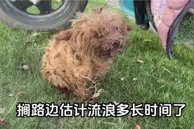 八岁失明的泰迪流浪街头，被好心环卫工人收留，检查时大吃一惊
