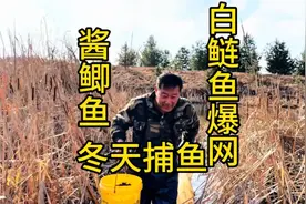 入冬了水塘居然没上冻，还能撒网捕鱼，今天白鲢鱼是爆网了！视频封面