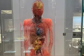 看过大体老师的血管铸型你还相信人是进化来的吗？图片
