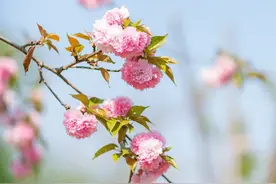 春日生活打卡季|记录美好，感受生活图片