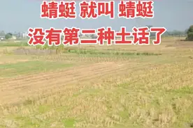 我敢说，不管是北方还是南方，蜻蜓就叫蜻蜓，没有第二种土话了图片