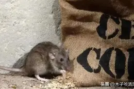 几十年前，老鼠满大街跑，现如今粮食多了，为啥却越来越少了？图片
