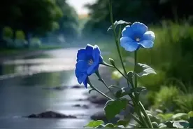 一夜秋雨，一叶愁，夜来听雨到天明，相思白发瘦图片