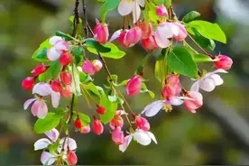性格胆小怕事懦弱的人，很害怕跟别人发生冲突，但总需要成长图片