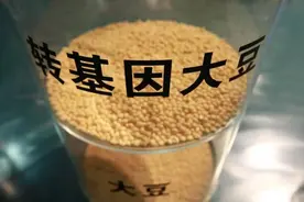 转基因大豆油有害且致癌？院士坦言：超80%中国人吃...图片