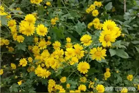 有些事，让人觉得就像吃了一坨屎一样感到恶心。 比如...图片
