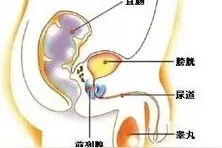 【科普】男性生殖系统的常见感染性疾病图片