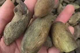 夜里睡觉总是出太多汗，有一味中药，越早用效果越好 ...图片
