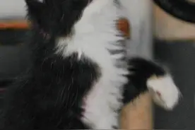 把猫咪自己留在家里五天，结局超乎想象。 12.1日...图片