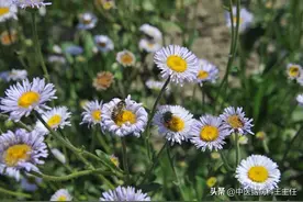 灯盏花，这一朵花，破脑梗，非常了得图片