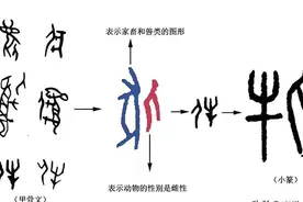 解密“牝”字：从雌牛到阴阳哲学的奇妙旅程 “牝”字图片