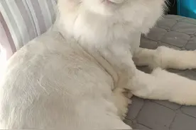 给猫剃毛真的太香了，可以随便摸，随便撸，随便抱图片