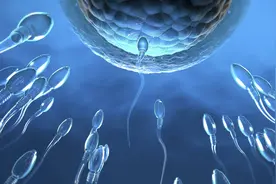 进入女性体内后，没结合的精子都去哪儿了?图片