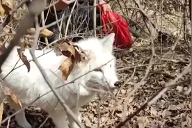 河南南阳现三腿白狐，野保专家了解后却称：不能放生到大自然图片