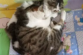 养一只猫跟养两只猫绝对不一样，猫界原来是这样相处的图片