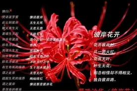 【守侯】宿命的轮回，情殇到彼岸图片