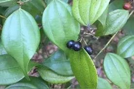 美誉称为“百草之王”，属不知价值很高而且用于十分之广泛～乌药图片